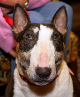 Tapa
Avainsanat: Tapa English Bull Terrier
