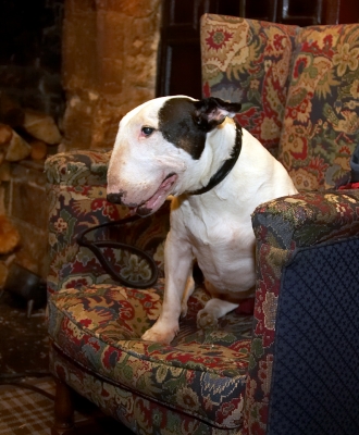 Kiko
The Lygon Arms Hotel in Broadway, in the Cotswolds, is only about 20 miles from Lucies Farm.  It's a dog-friendly hotel, so we occasionally take the dogs there to enjoy cream tea with us.  Kiko is waiting for the arrival of the food.
Anahtar kelimeler: Kiko English Bull Terrier Lygon Arms Hotel Broadway Cotswolds cream tea