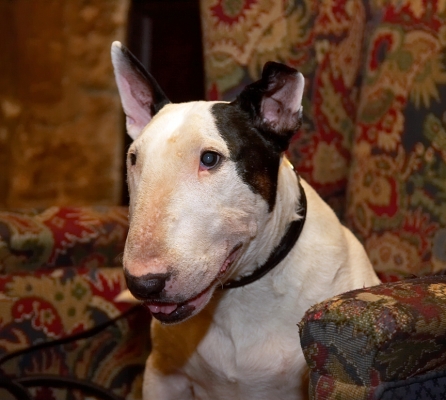 Kiko
Ключевые слова: Kiko English Bull Terrier