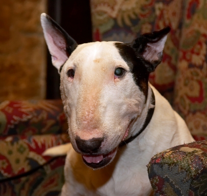 Kiko
Schlüsselwörter: Kiko English Bull Terrier