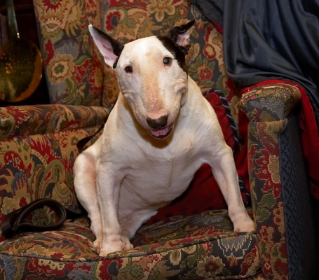 Kiko
Sitting comfortably at the Lygon Arms Hotel, Broadway, January 2007.
Trefwoorden: Kiko English Bull Terrier Lygon Arms Hotel Broadway sitting comfortable
