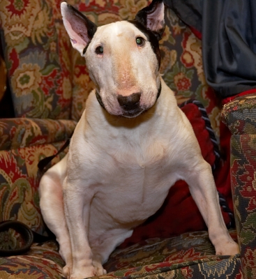 Kiko
Keywords: Kiko English Bull Terrier