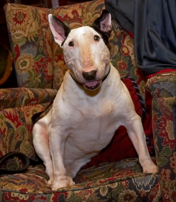 Kiko
Λέξεις-κλειδιά: Kiko English Bull Terrier