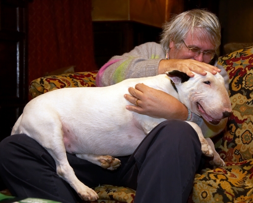 Rubbing Kiko's Head
Λέξεις-κλειδιά: Kiko English Bull Terrier Lygon Arms Hotel Broadway rubbing head Craig