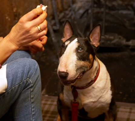 Tapa
Cathy asking Tapa to please sit for some goodies from tea at the Lygon Arms Hotel, Broadway.
Palabras Clave: Tapa Lygon Arms Hotel Broadway Cotswolds high tea English bull terrier