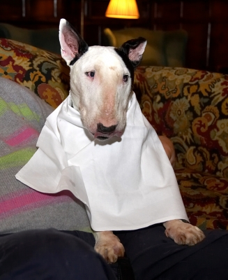 Kiko Having His Cream Tea
Lygon Arms Hotel, Broadway
Keywords: Kiko English Bull Terrier Cotswolds Lygon Arms Hotel napkin cream tea Broadway