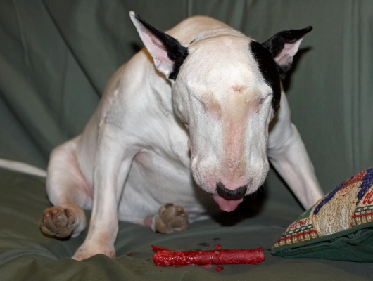 Kiko Enjoying His Chew
At least I think he's enjoying it...!
Anahtar kelimeler: Kiko English Bull Terrier red chew