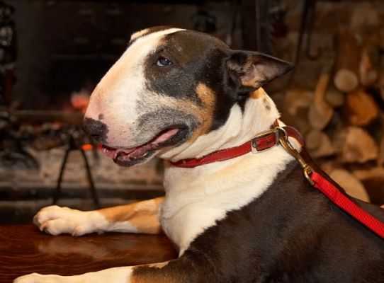 Tapa At Afternoon Tea
Tapa enjoying afternoon tea near an open fireplace at [url=http://www.paramount-hotels.co.uk/hotels/central-england/the-lygon-arms/]The Lygon Arms[/url] in Broadway, in the Cotswolds.
Mots-clés: Tapa English Bull Terrier Lygon Arms Broadway Cotswolds fireplace