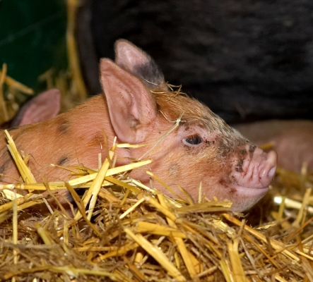 A Tamworth - Berkshire Cross Piglet
Keeping warm in a stable, in the straw.
Keywords: Tamworth Berkshire pig piglet straw warm