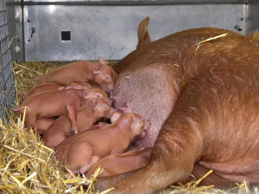Tamworth Sow and Her New Litter
November 11, 2006 
Ključne besede: Tamworth pigs nursing litter piglets