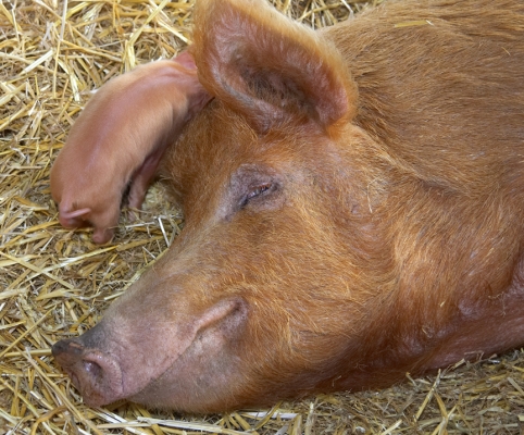 Tamworth Sow Having a Rest
With one of her piglets off to investigate.
Keywords: Tamworth sow piglets rest pig pork