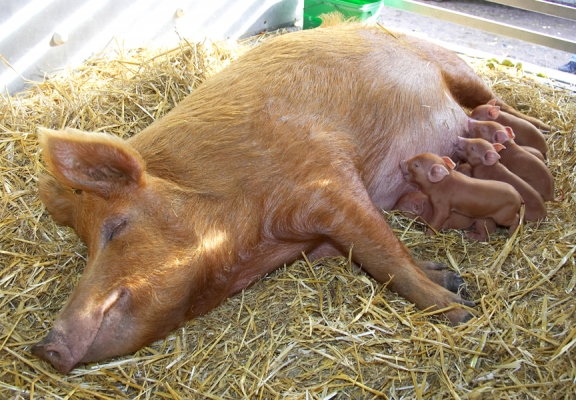 Tamworth Sow and Her Litter of Pigs
November 11 2006
Keywords: Tamworth sow Tamworth piglets Lucies Farm