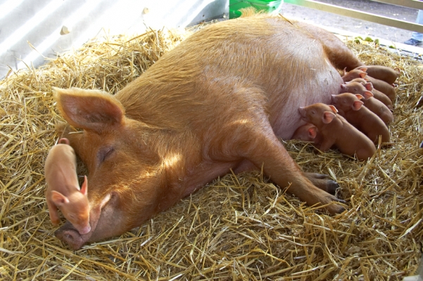 Tamworth Sow and Her Piglets
With one adventuresome piglet off to investigate.
Keywords: Tamworth pig piglets nursing