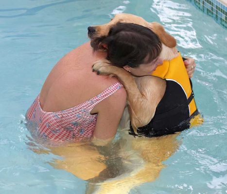 Rachel & Bella
This is Bella's second hydrotherapy session.  Her first one was her first experience of water - she is still a baby being only 9 months old - and was very unsure.  And she was still unsure at the beginning of  her second dip but as you can see from subsequent photos, she finally got the hang of it and had a good time.
Ключові слова: Bella Golden Retriever water baby