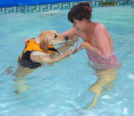 Bella still making sure that Mom is close at hand
Palabras clave: Bella Golden Retriever water