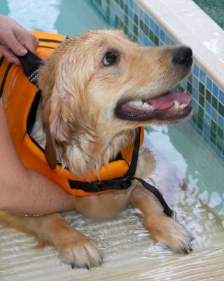 Bella
Słowa kluczowe: Bella Golden Retriever