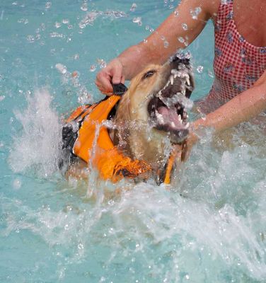 Bella swimming and eating water at the same time
Ключевые слова: Bella Golden Retriever water