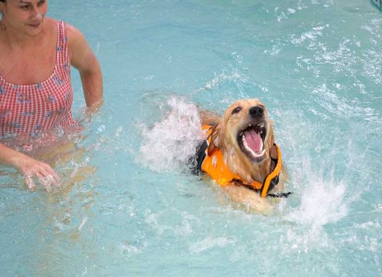 Now I've got the hang of it.  Bella doing it on her own.
Klíčová slova: Bella Golden Retriever
