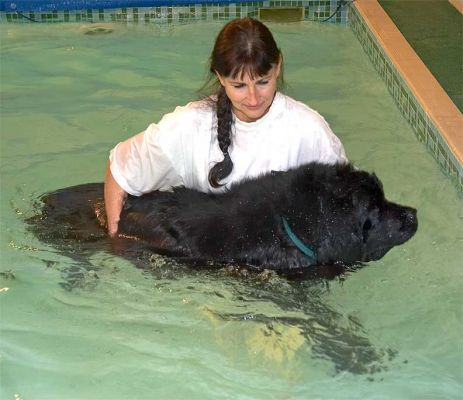 Marjorie With Dubawi
Marjorie having a swim with Dubawi, the Newfoundland.
Ключові слова: Dubawi Newfoundland dog Marjorie swimming pool canine hydrotherapy Ritz Canine