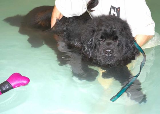 Dubawi Having A Swim
Keywords: Dubawi Newfoundland dog Lucies Farm Ritz Canine swimming dog canine hydrotherapy