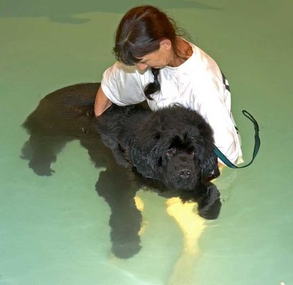 Dubawi Having a Rest
Supported by Marjorie in the pool.
Ключові слова: Dubawi Lucies Farm Newfoundland dog canine hydrotherapy swimming dog Ritz Canine Marjorie