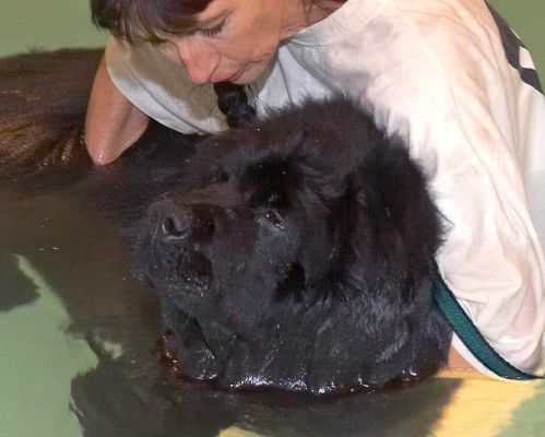 Dubawi the Newfoundland
Keywords: Dubawi Newfoundland dog swimming canine hydrotherapy Ritz Canine Lucies Farm
