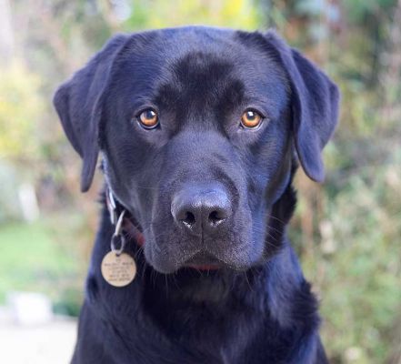 Rupert
Looking very wise.  (Actually, he was waiting, patiently, for a cookie.)
Λέξεις-κλειδιά: Rupert black Labrador patient wise dog hotel dog kennel dog boarding Lucies Farm