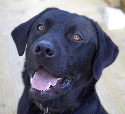 Rupert
Rupert has great, friendly eyes.
Keywords: Rupert black Labrador dog smile eyes Lucies Farm dog hotel dog kennel dog boarding