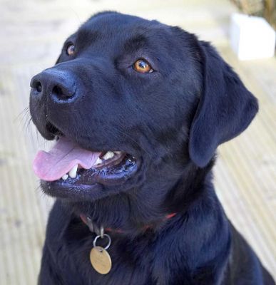 Rupert
Patiently waiting for a cookie.
Palabras Clave: Rupert black Labrador cookie Lucies Farm dog hotel dog kennel dog boarding
