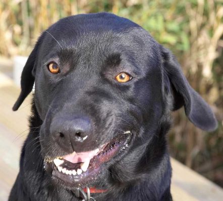 Rupert Enjoying Some Peanut Butter
Sticky stuff...
Keywords: Rupert peanut butter sticky stuff black Labrador dog hotel Lucies Farm dog resort dog kennel dog boarding