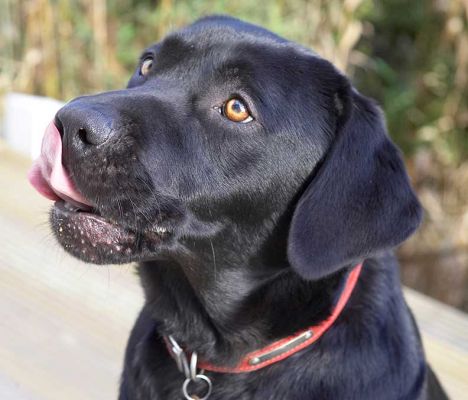 Rupert Licking the Peanut Butter
Ключевые слова: Rupert lick tongue black Labrador peanut butter Lucies Farm dog hotel dog kennel dog resort