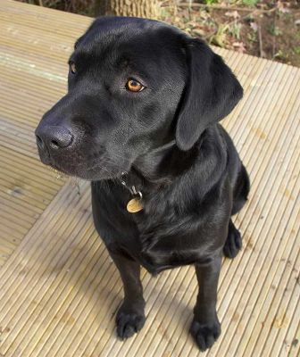 Rupert
Rupert is a black Labrador.
Palabras clave: Rupert black Labrador dog hotel dog boarding dog kennel Lucies Farm