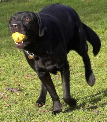 Rupert With Yellow Ball
Ключови думи: Rupert black Labrador yellow ball catch fetch Lucies Farm dog hotel dog kennel dog boarding dog resort