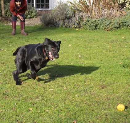 Rupert Ready to Pounce on the Yellow Ball
Mots-clés: Rupert black Labrador catch fetch yellow ball Marjorie Lucies Farm dog hotel dog kennel dog boarding
