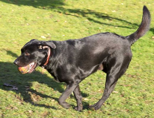 Rupert Playing Catch
Klíčová slova: Rupert black Labrador catch fetch ball Lucies Farm dog hotel dog boarding dog kennel