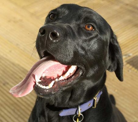 Ben and His Wonderful Tongue
Keywords: Ben tongue pink black Labrador dog kennel dog boarding Lucies Farm dog resort