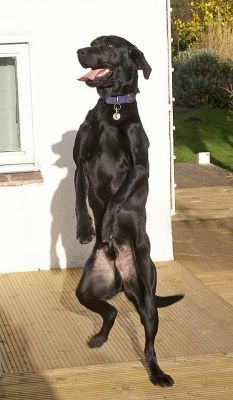 Ben Standing
We were trying to get Ben to sit for his portrait, when he suddenly surprised us and stood straight up.
الكلمات الإستدلالية(لتسهيل البحث): Ben standing black Labrador dog Lucies Farm dog kennel dog boarding dog hotel dog resort