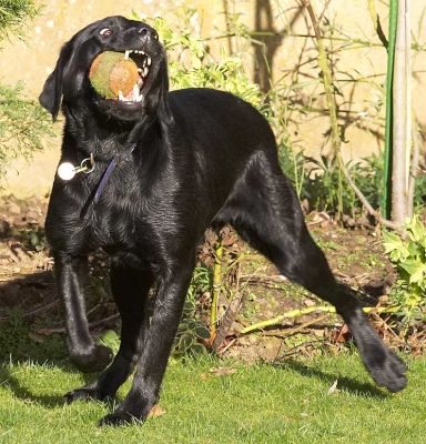 Ben With A Ball
"My, what big white teeth you have...!"
Λέξεις-κλειδιά: Ben catch fetch ball black Labrador ball white teeth dog hotel dog kennel dog boarding Lucies Farm