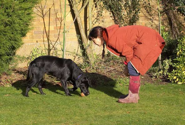 Ben Bringing the Ball Back To Marjorie
Playing catch in the front garden at Whitecroft, January 2006
Anahtar kelimeler: Ben black Labrador catch fetch ball Whitecroft garden sunshine Lucies Farm dog hotel dog kennel dog boarding