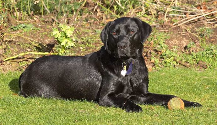 Ben Guarding The Ball
الكلمات الإستدلالية(لتسهيل البحث): Ben black Labrador guarding ball Lucies Farm dog hotel dog kennel dog resort