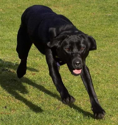 Ben Playing Catch
Keywords: Ben black Labrador catch fetch ball playing Lucies Farm dog hotel dog kennel dog boarding
