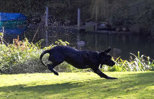 Ben Shaking off the Water
He's just been for a quick dip in our shallow "stream," and is giving himself a good shake.
Avainsanat: Ben water black Labrador water dog hotel dog kennel dog boarding Lucies Farm