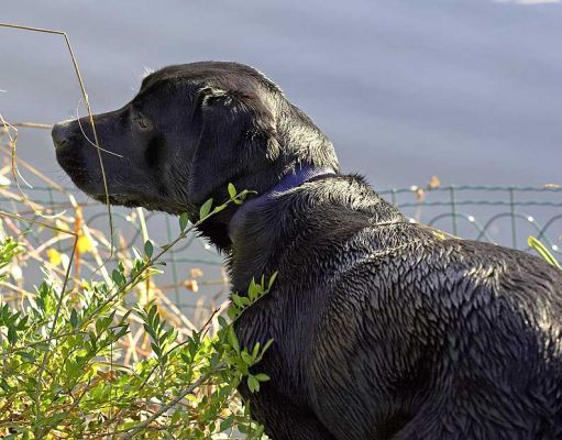 Ben Looking at Our Ducks
Fortunately the small fence keeps ducks and dogs apart.
Trefwoorden: Ben ducks pond fence Lucies Farm black Labrador dog boarding dog kennel