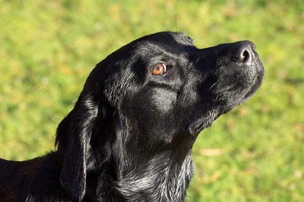 Ben in the Garden
At last, some sunshine!  Ben has already been for a quick jump in our small stream, and is enjoying a bit of warm winter sunshine in the front garden.
Ključne besede: Ben Lucies Farm dog hotel sunshine winter Whitecroft dog boarding dog kennel black Labrador