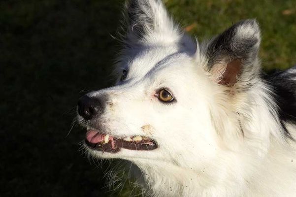Bella
Λέξεις-κλειδιά: Bella Border collie Lucies Farm dog hotel dog kennel dog boarding