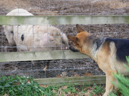 Sasha and the Gloucester Old Spot Sow
Is it love at first sight?  Sasha and the Gloucester Old Spot sow having a good sniff at each other through the fence.
Ključne besede: Sasha German Shepherd Gloucester Old Spot pig sow fence