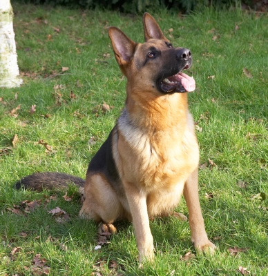 Sasha
Waiting for a cookie.
Keywords: Sasha German Shepherd cookie
