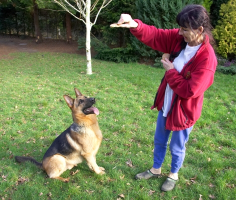 Marjorie Giving Sasha a Cookie
Trefwoorden: Sasha German Shepherd cookie Marjorie