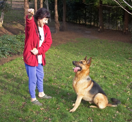 Marjorie Giving Sasha a Cookie
Keywords: Sasha German Shepherd cookie Marjorie