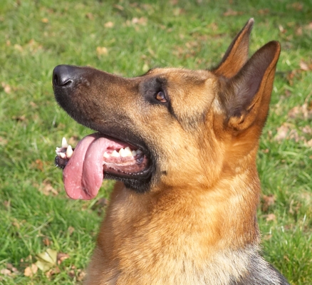 Sasha
Anahtar kelimeler: Sasha German Shepherd tongue dog